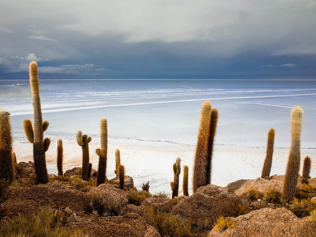Cactussen in Uyuni, Bolivië - reizen met Explore