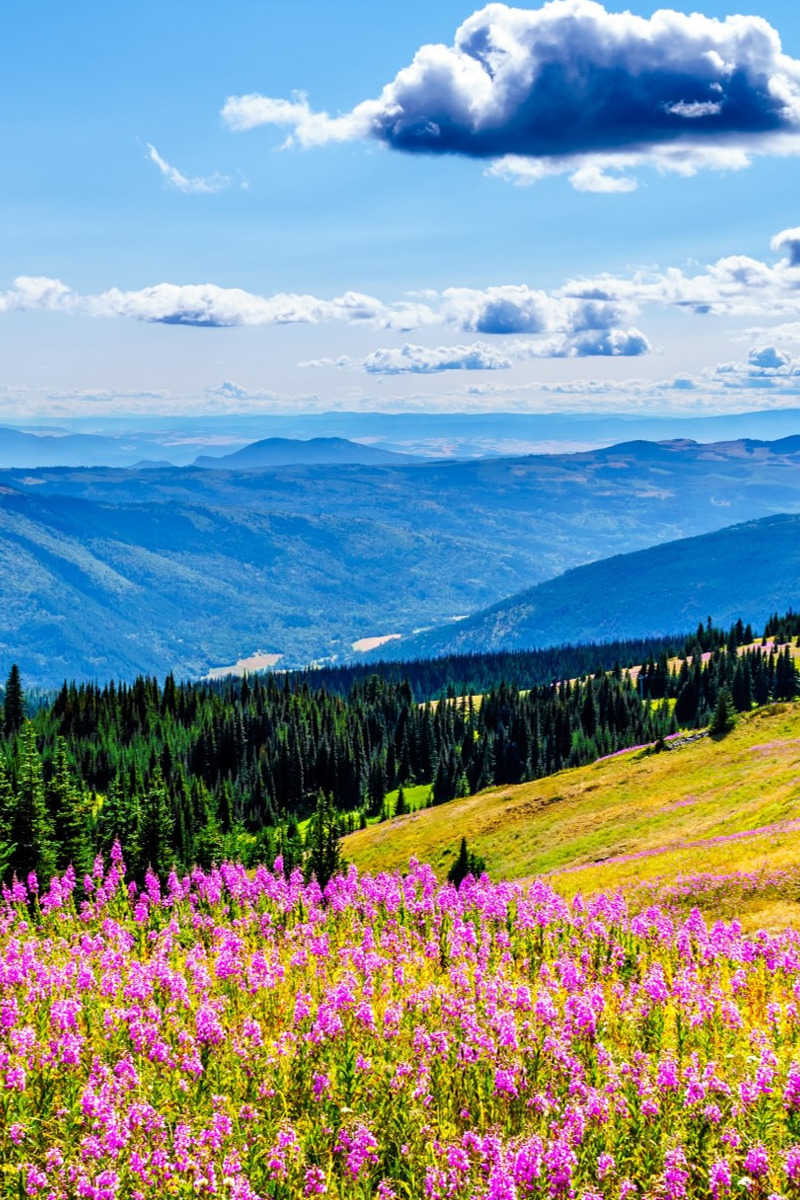 Canada in het voorjaar met wilde bloemen die bloeien op de voorgrond.