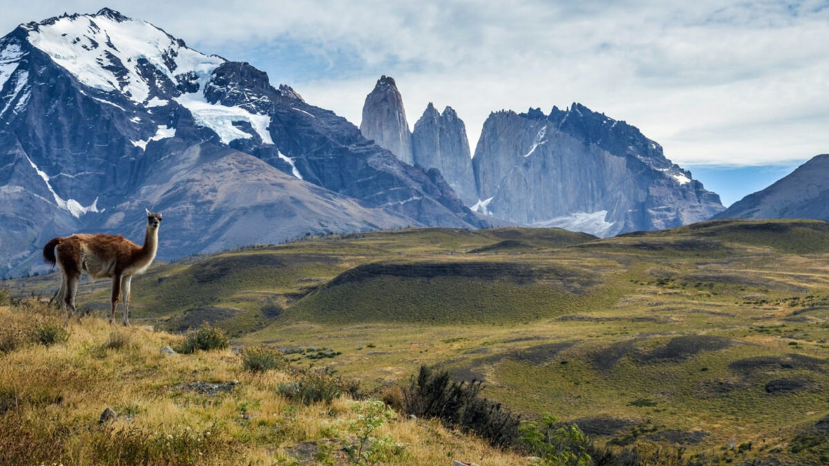 Guanaco in Torres del Paine Nationaal Park - reizen met Explore