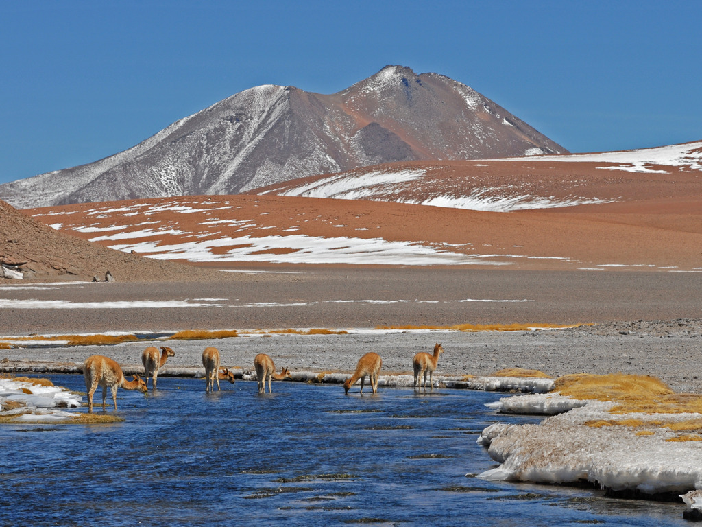 Guanaco's aan een lagune in Chili - reizen met Explore