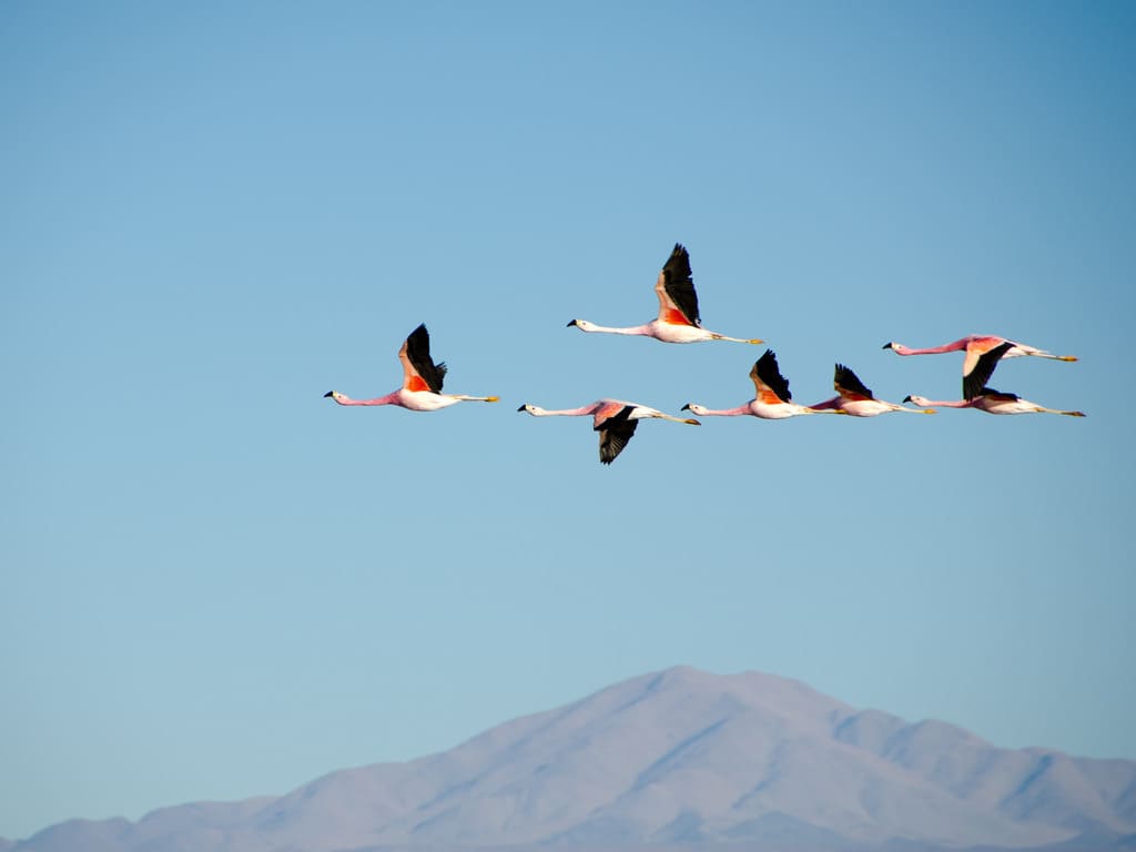 reizen naar Chili met Explore