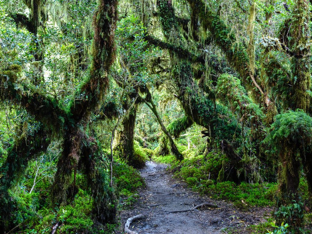 Queulat National Park in Chili - reizen met Explore