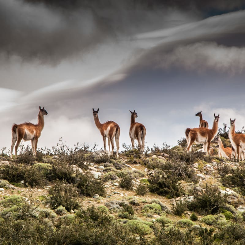 reizen naar Chili met Explore