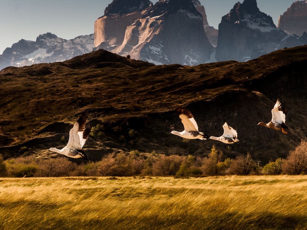 reizen naar Patagonië met Explore