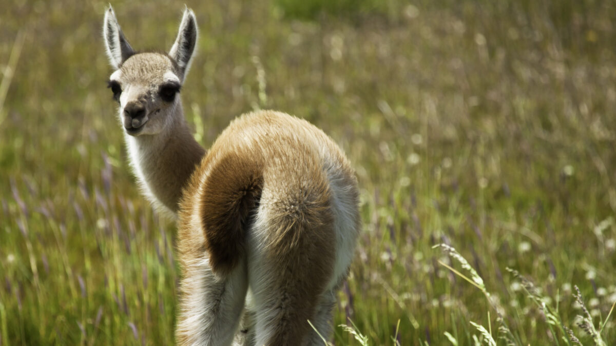 Guanaco in Torres del Paine, Chili - reizen met Explore