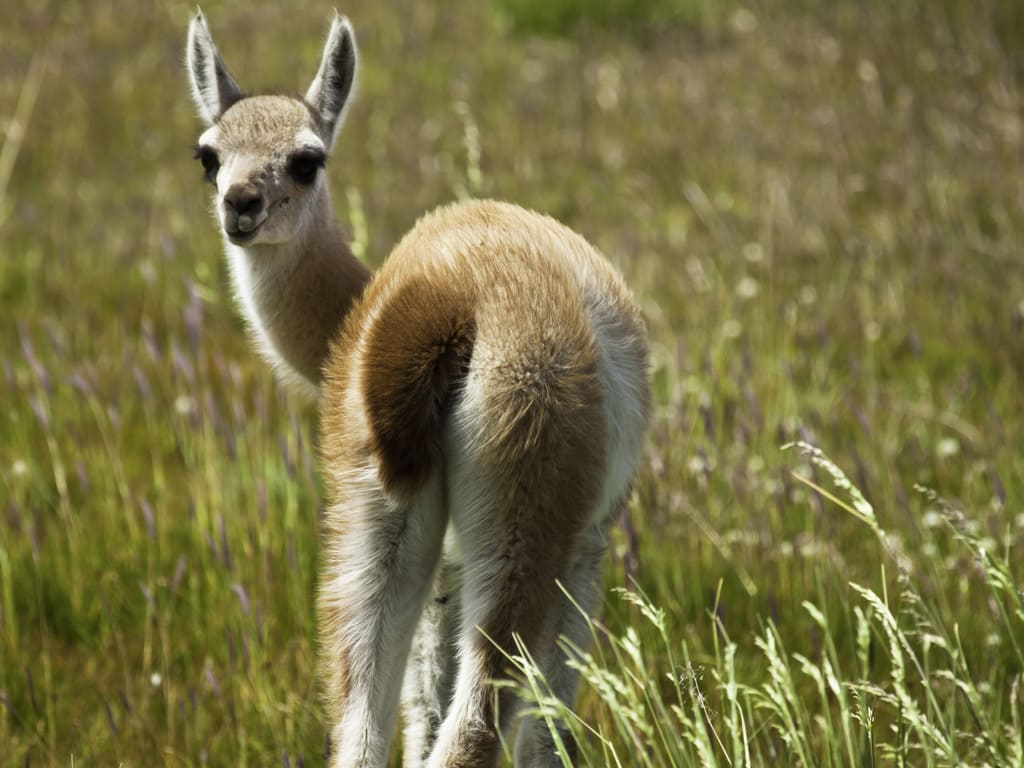 reizen naar Chili met Explore