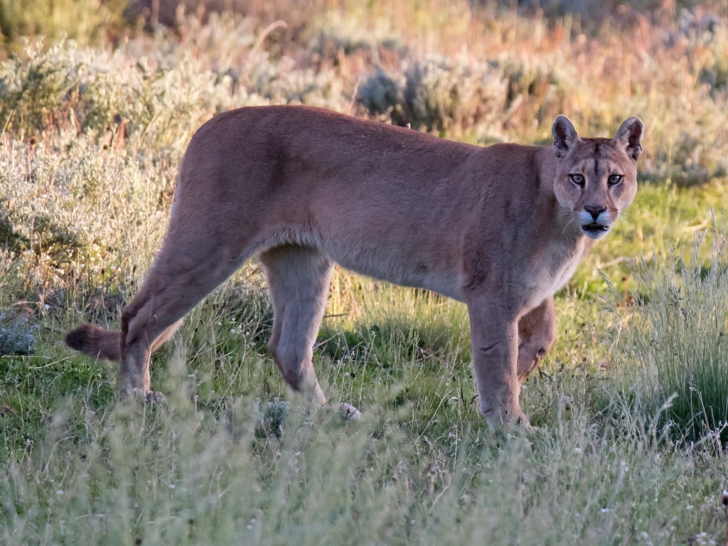 Puma in Torres del Paine in Chili - reizen met Explore