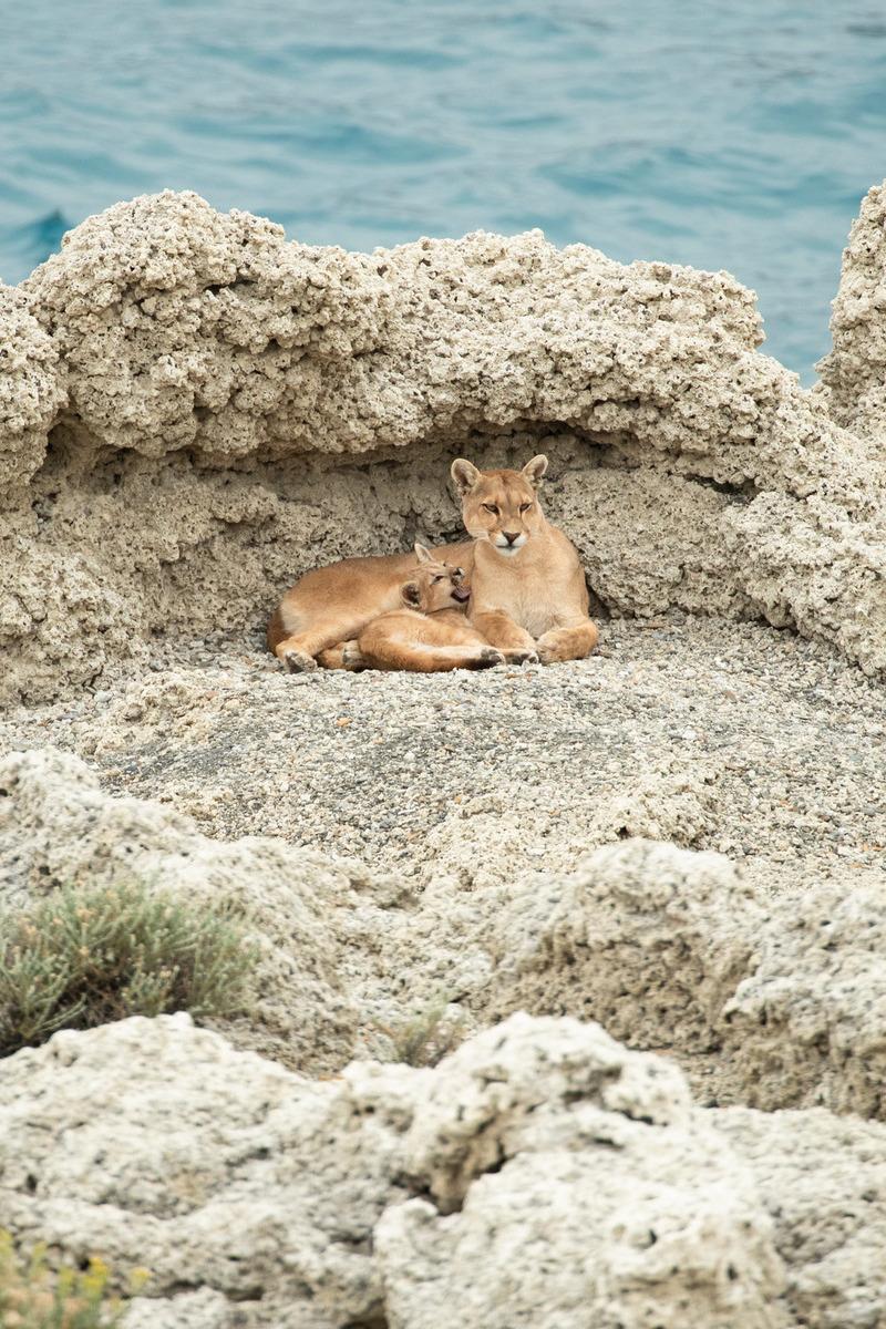 Puma's in Torres del Paine - reizen met Explore