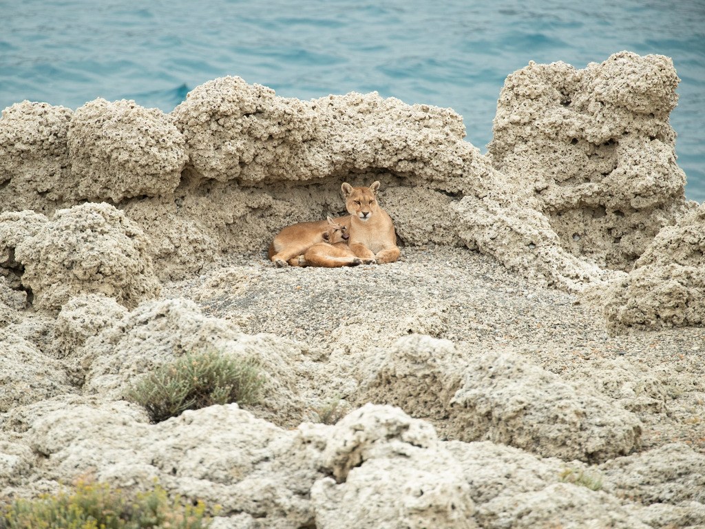 Puma's in Torres del Paine, Chili - reizen met Explore