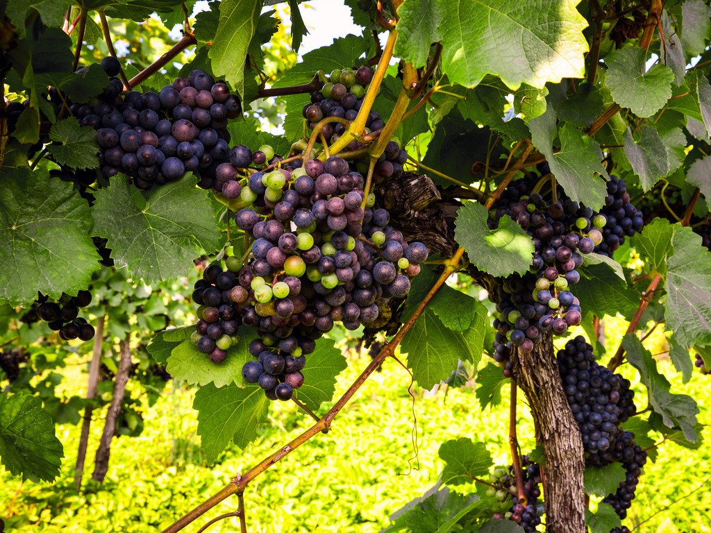 Druiven in Santiago, Chili - reizen met Explore