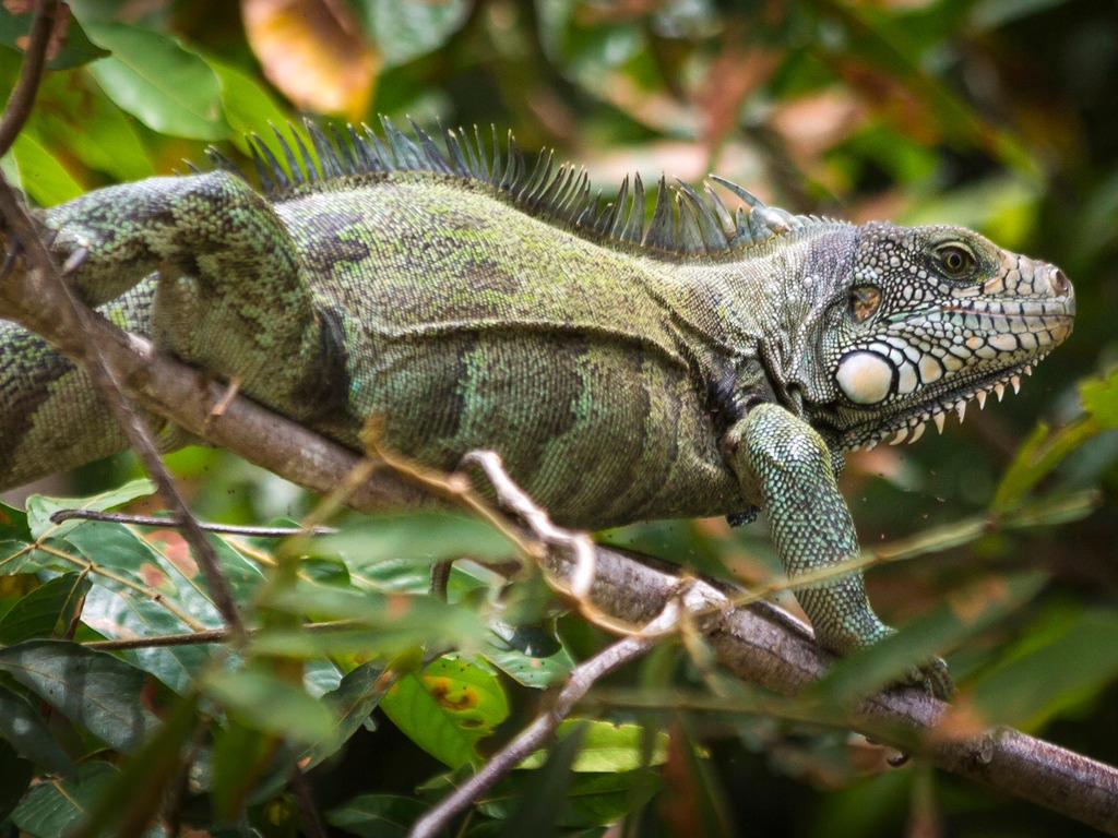 Groene leguaan in het regenwoud van Colombia – reizen met Explore.