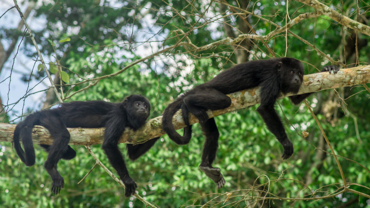 Twee zwarte brulapen hangen ontspannen aan een boomtak in Colombia – reizen met Explore.