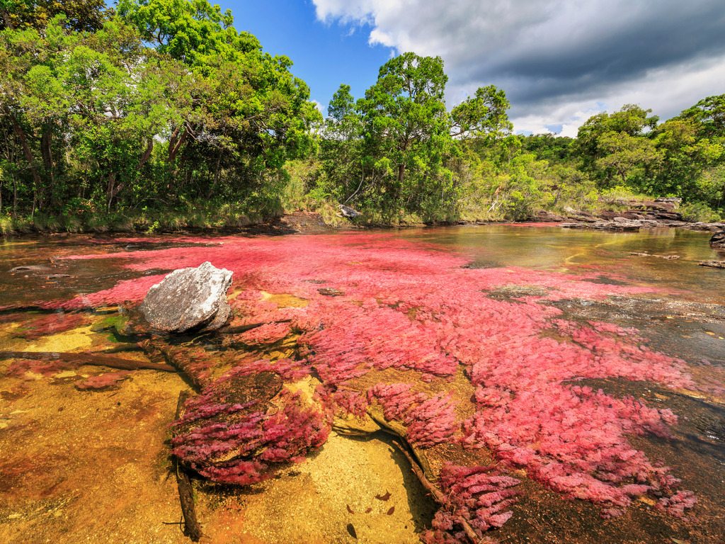 Rivier met felgekleurde rode waterplanten in Caño Cristales, Colombia – reizen met Explore.