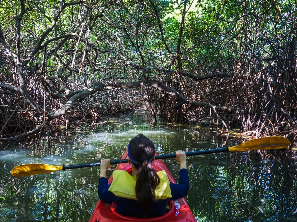 Kajakken door mangrovebossen bij La Boquilla, Cartagena, Colombia – reizen met Explore.