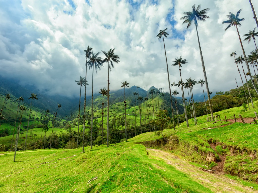 Valle de Cocora met hoge waspalmen in Salento, Colombia – reizen met Explore.