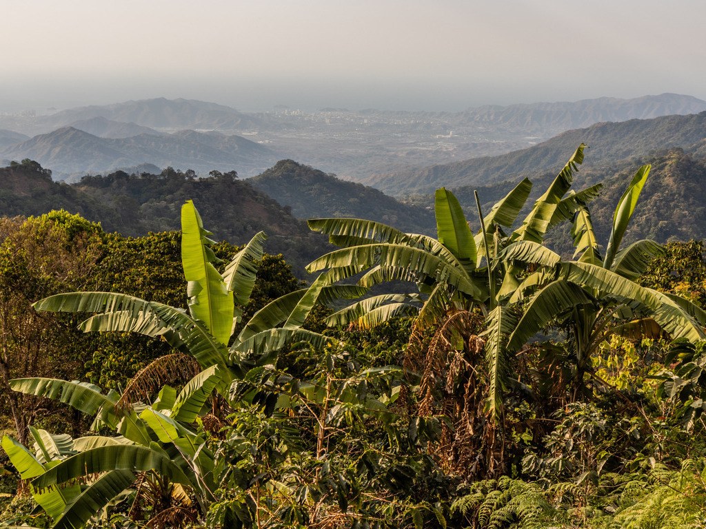 Landschap met bananenbomen en bergen bij Minca, Colombia – reizen met Explore.