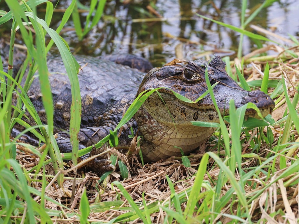 Close-up van een kaaiman in Casanare, Colombia – reizen met Explore.