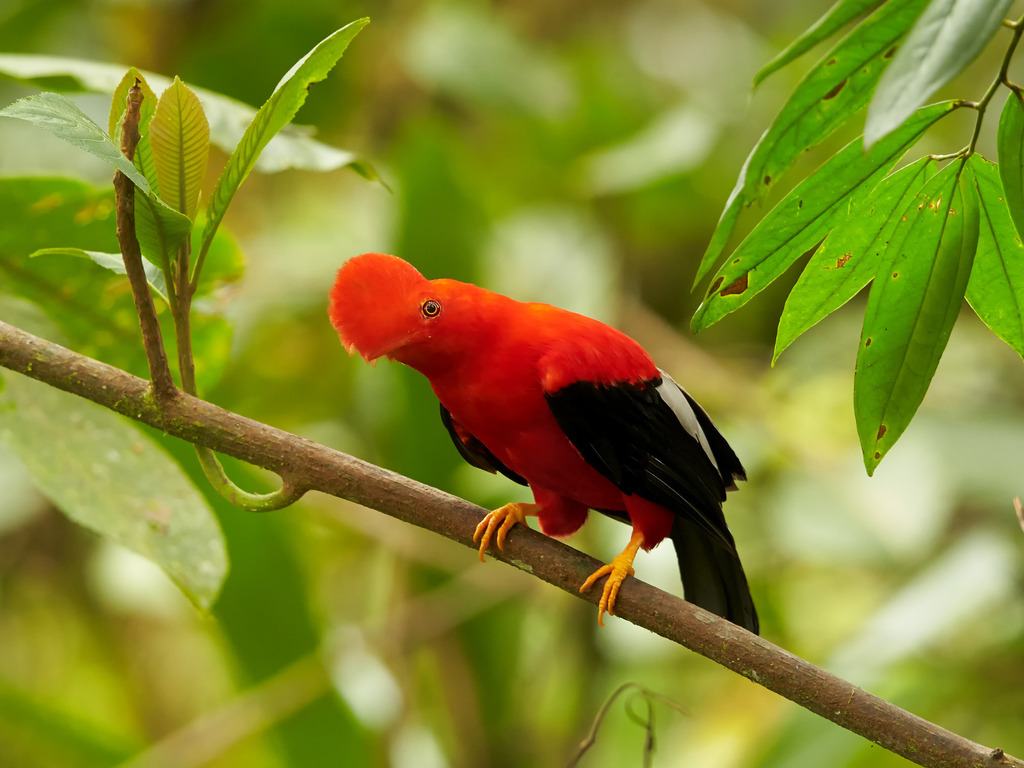Andes rotshaan in het Nevelwoud van Ecuador - reizen met Explore