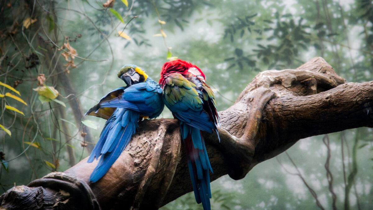 Ara's in het nevelwoud van Ecuador - reizen met Explore