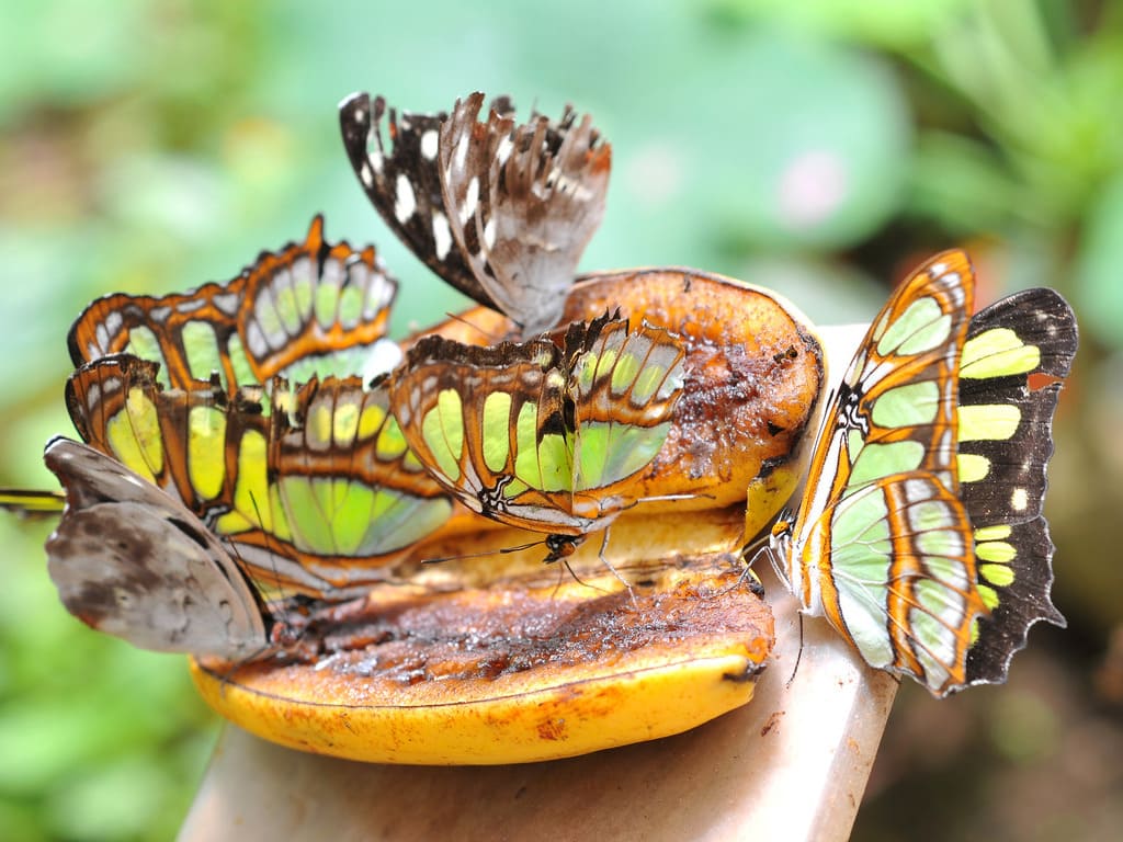 reizen naar Ecuador met Explore