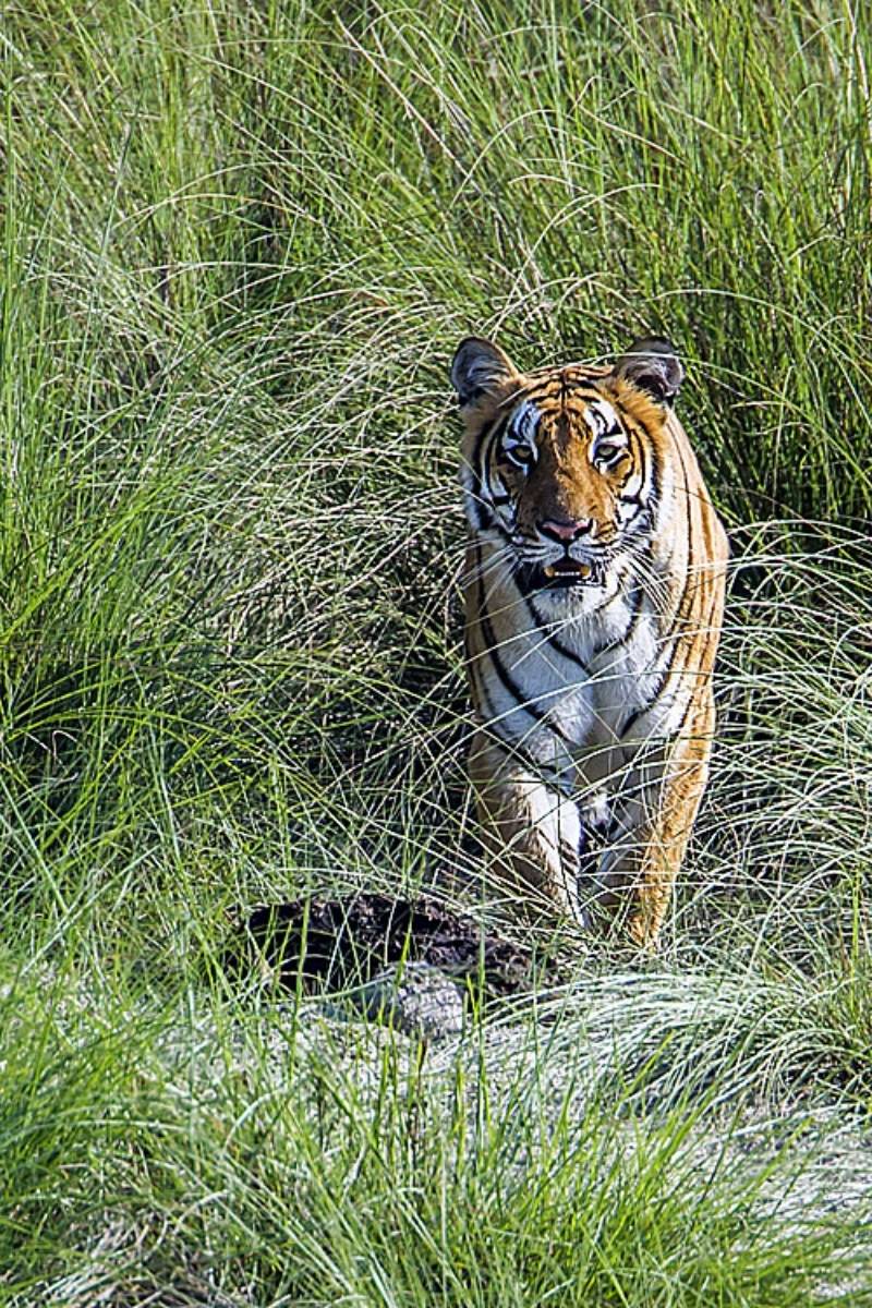 India: Tijgerreizen in de Nationale Parken