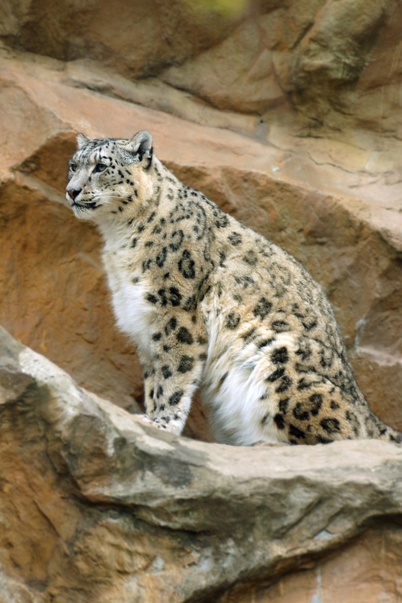 India: Sneeuwluipaarden in Ladakh