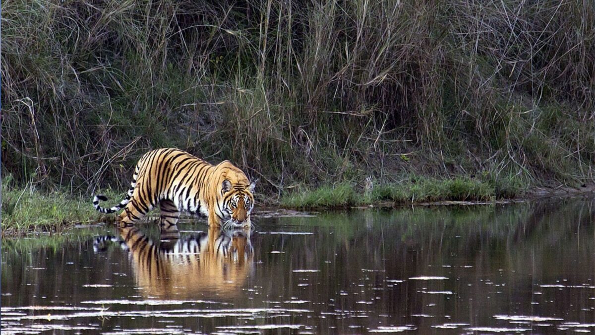 Tijgers spotten in India