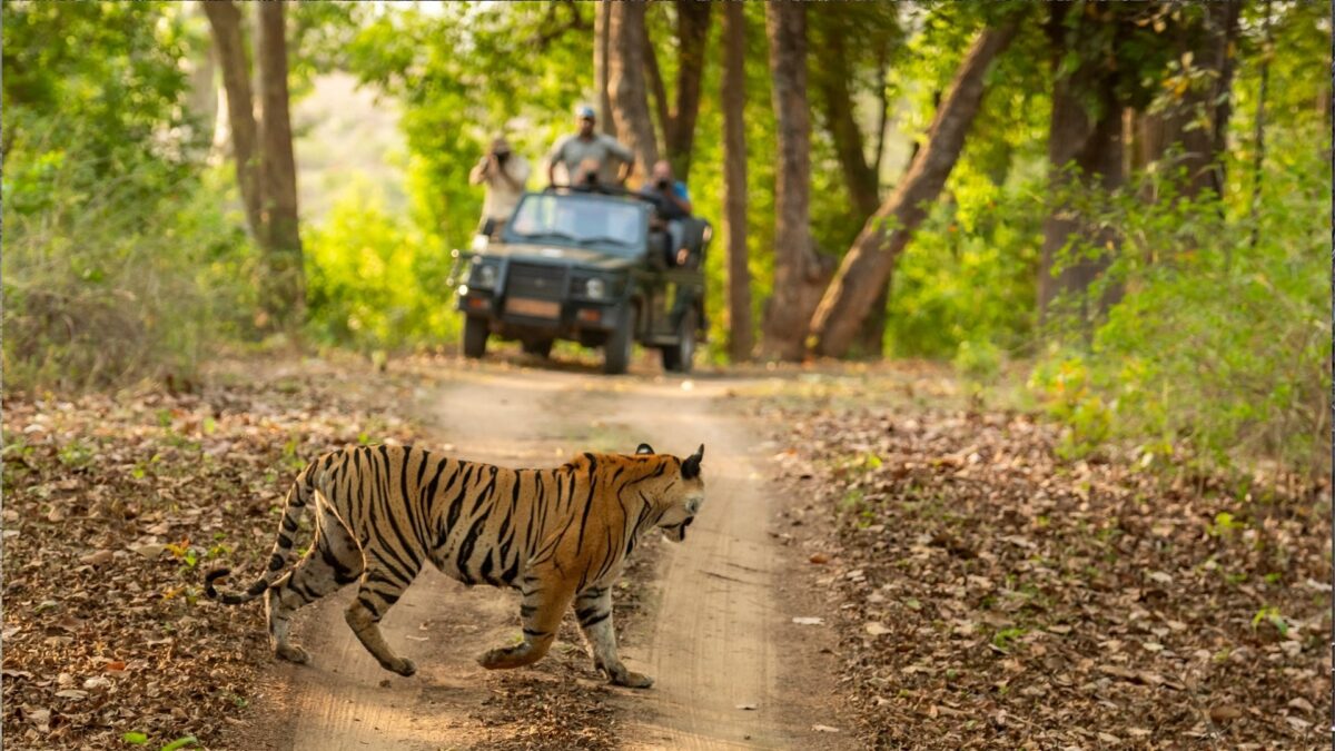 Tijger reizen in India