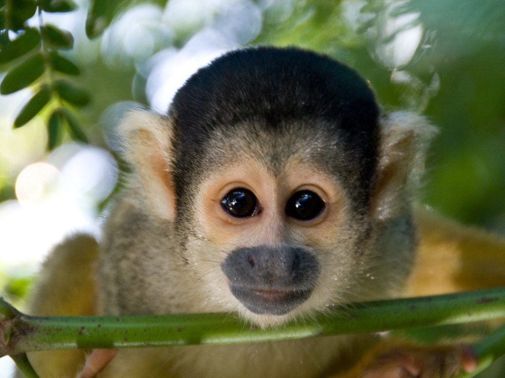 Squirrel monkey close-up in Amazonegebied Iquitos, Peru – reizen met Explore.