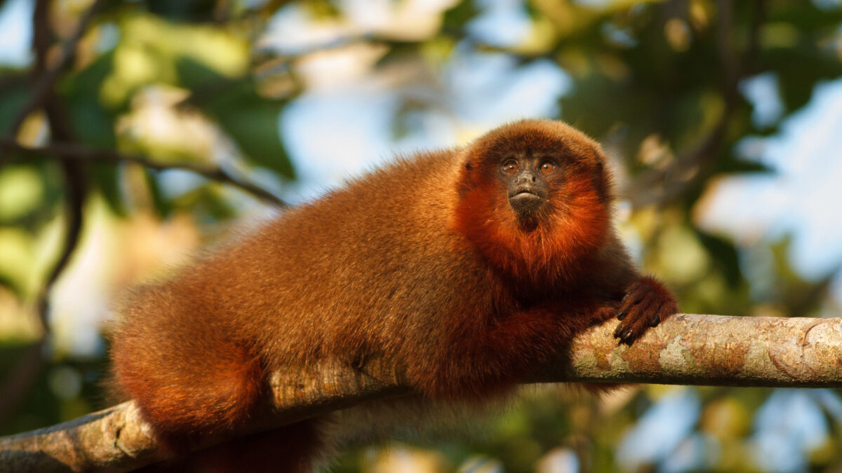 Rode Amazonemaki in het tropisch regenwoud van Tambopata, Peru – reizen met Explore.