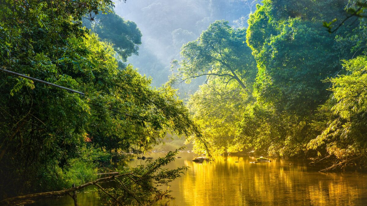 Rustige rivier in het regenwoud van de Amazone, omringd door dichte groene bomen en reflecties in het water – reizen met Explore.