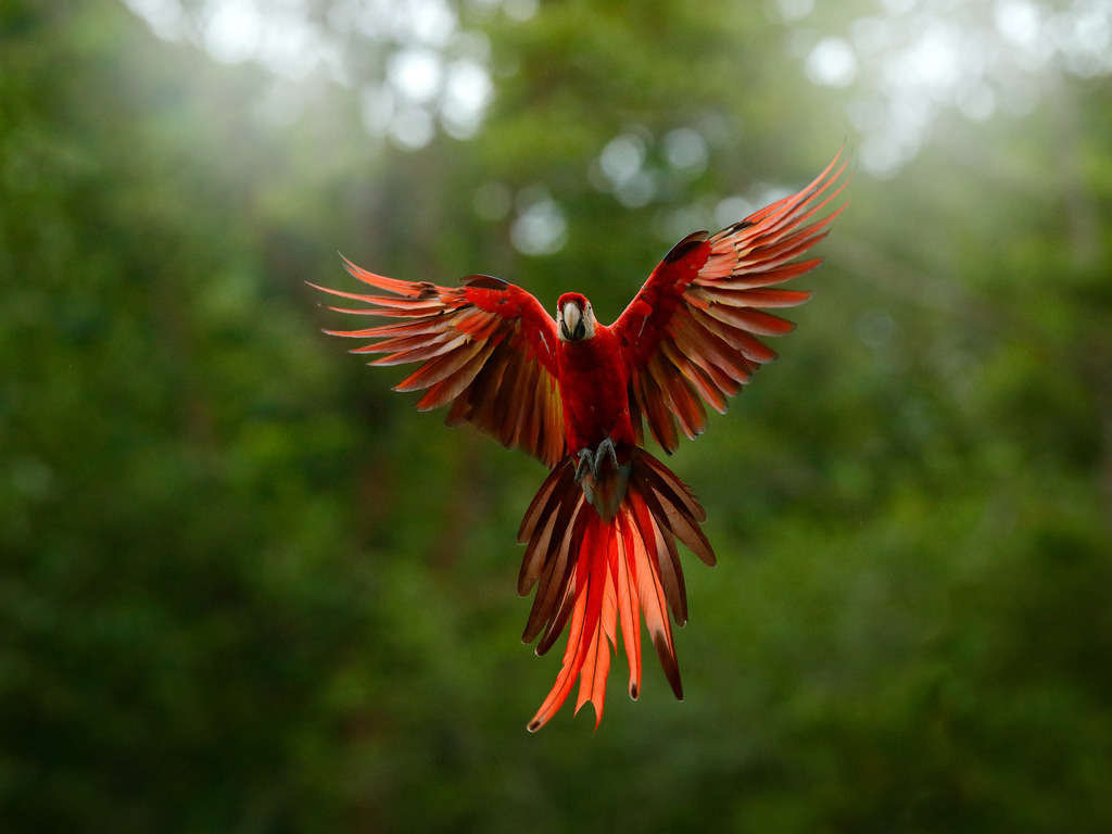Rode ara papegaai in vlucht in het Amazonewoud – reizen met Explore.