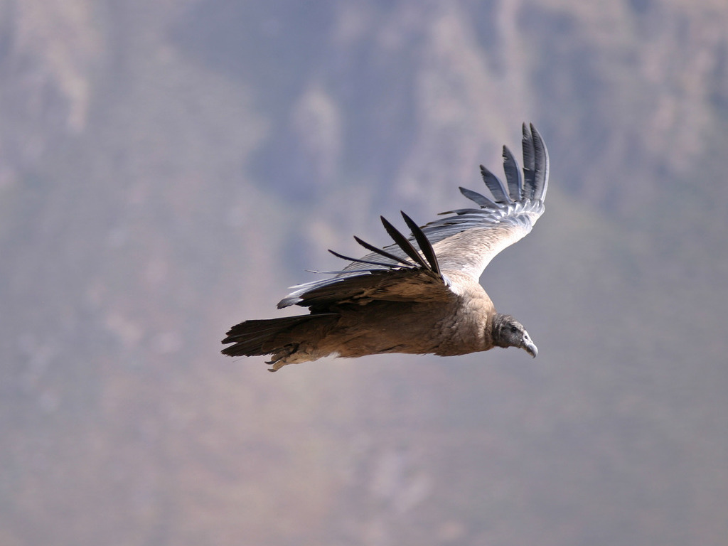 Condor in vlucht boven Colca Canyon, Peru – reizen met Explore.