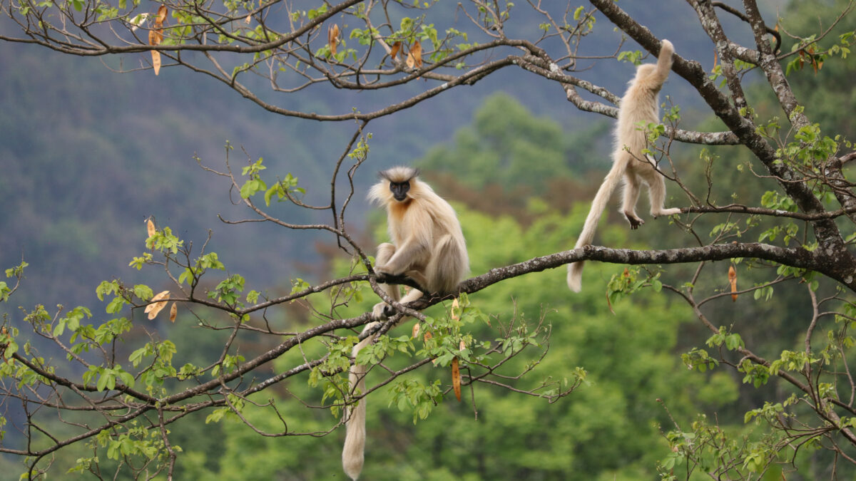 reizen naar Bhutan in de zomer met Explore