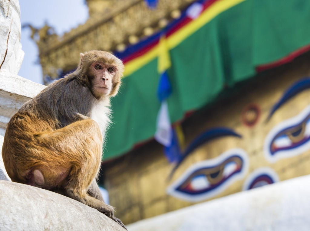 Aap in Nepal by Swayambunath Tempel