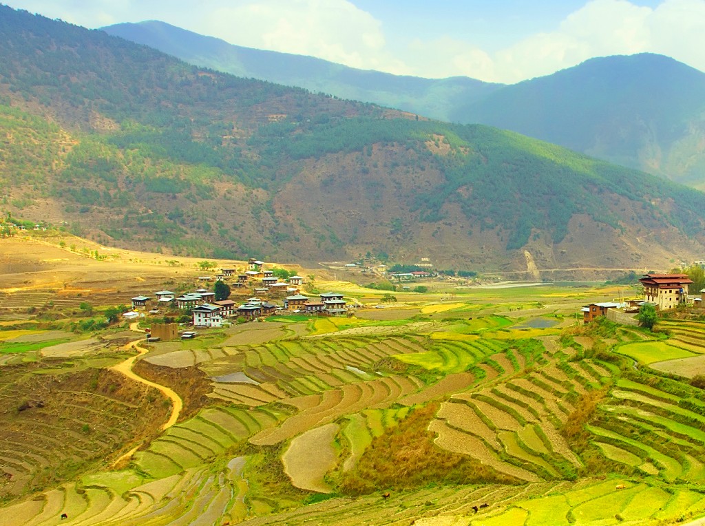 rijstvelden in Punakha Bhutan