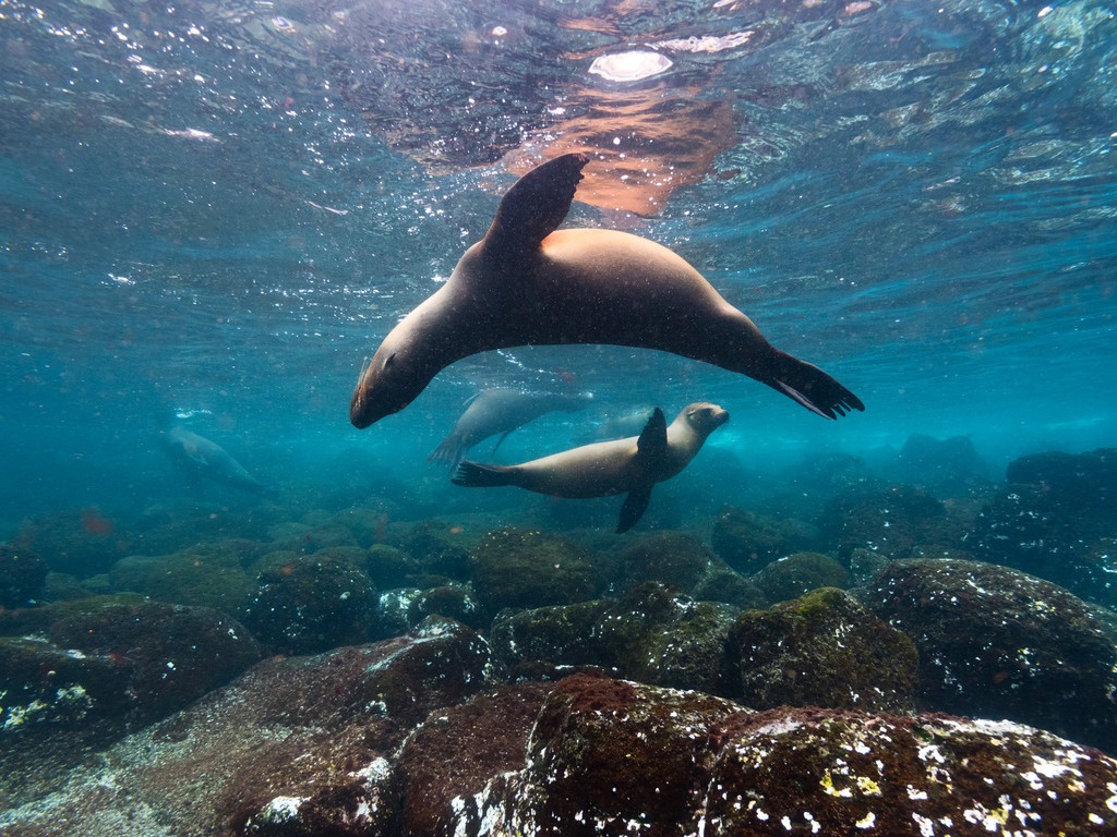 Zeeleeuw in het water van Galapagos - reizen met Explore