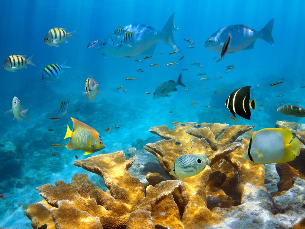 Koraalrif met tropische vissen in de Caribische Zee, Colombia – reizen met Explore.