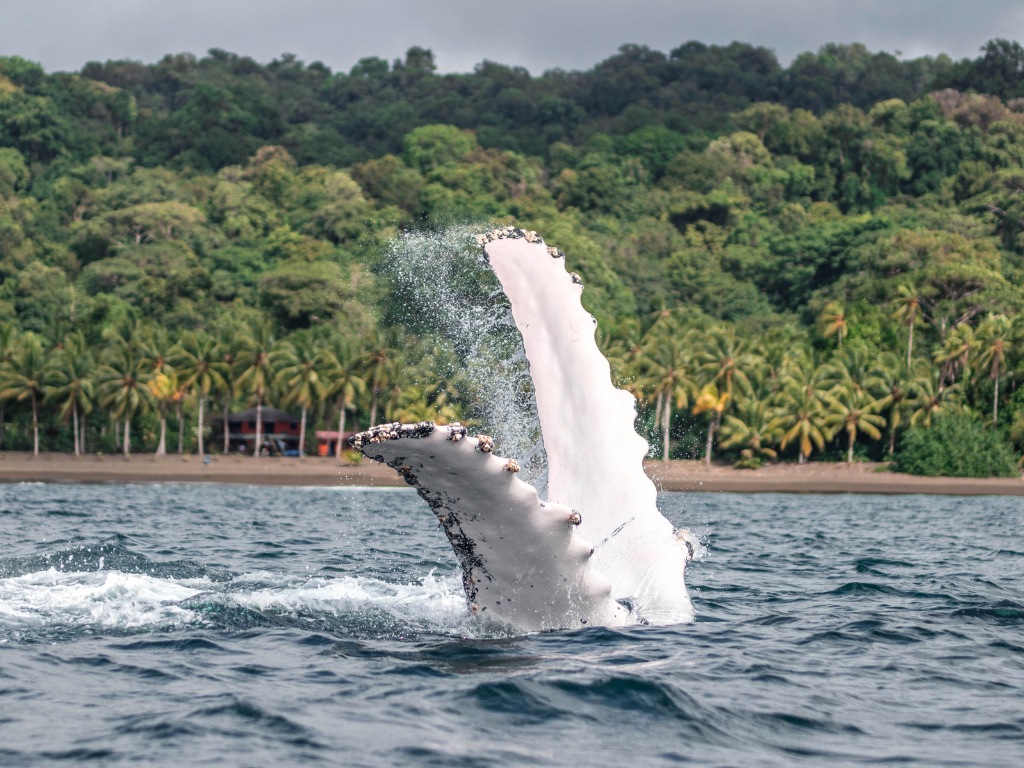 Vin van een bultrugwalvis die uit het water steekt bij de kust van Nuquí, Colombia – reizen met Explore.