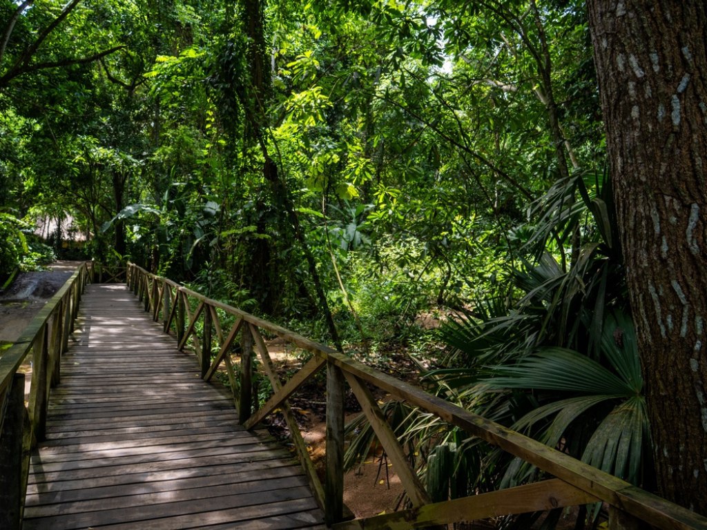 Houten wandelbrug door dichte tropische regenwoud in Tayrona National Park, Colombia – reizen met Explore.