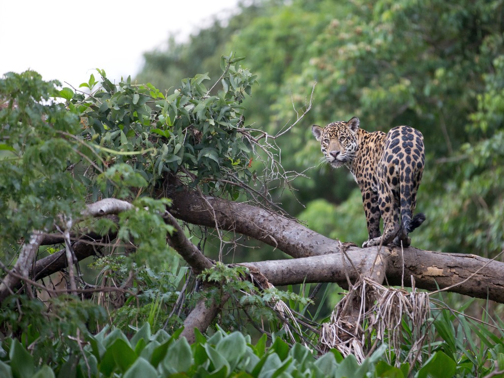 Luipaard staand op boomstam in het regenwoud van de Amazone, Peru – reizen met Explore.