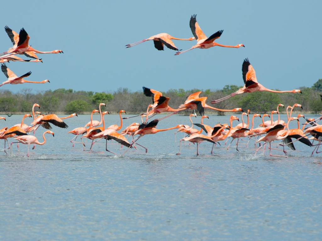 Roze flamingo’s vliegen boven een lagune in Colombia – reizen met Explore.