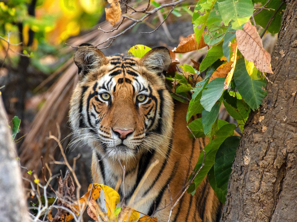 Reizen door de tijgerparken in India op zoek naar Bengaalse tijgers met Explore