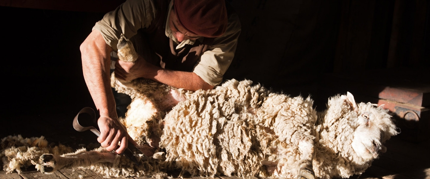 Schaap wordt geschoren door een gaucho in Argentinië - reizen met Explore