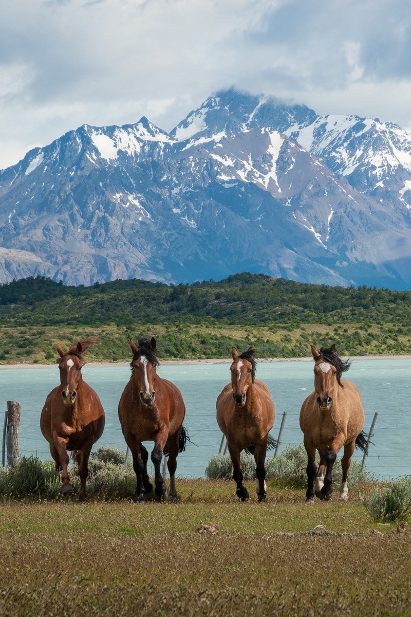 Paarden in Argentijns Patagonië - reizen met Explore