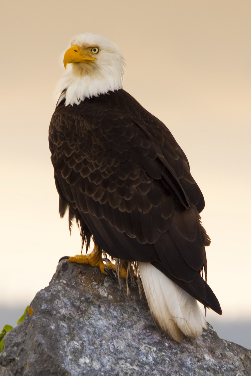 Amerikaanse zeearend in Canada - reizen met Explore