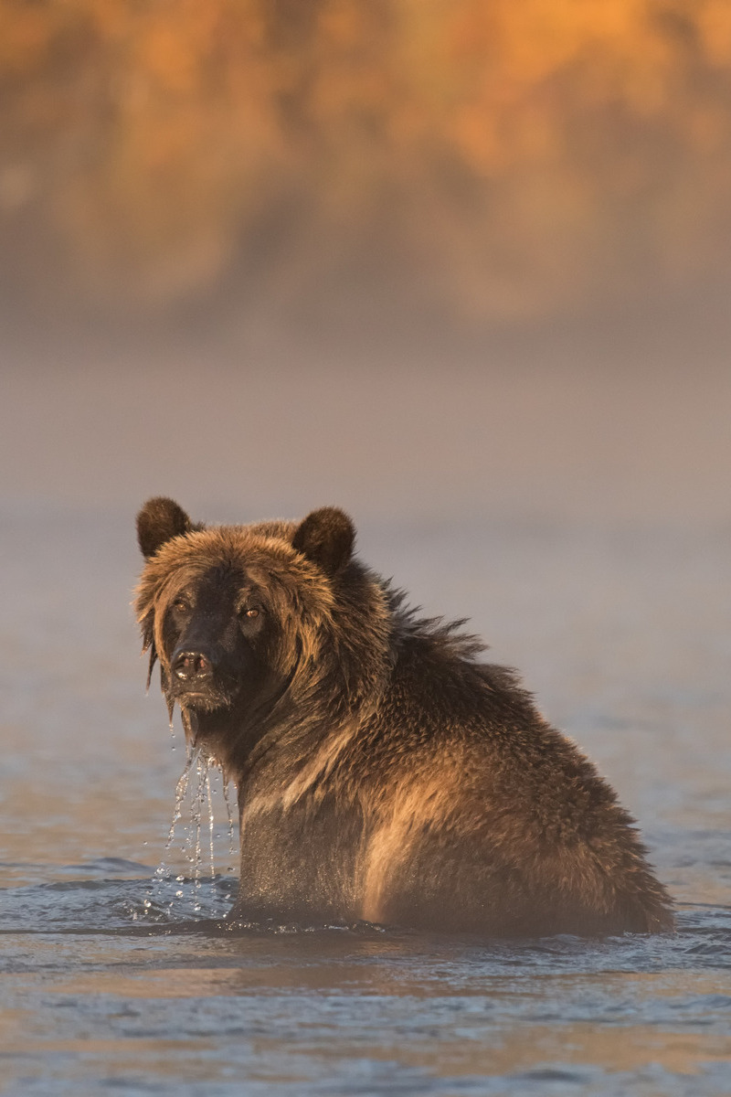Grizzly beer in het water in Canada - reizen met Explore