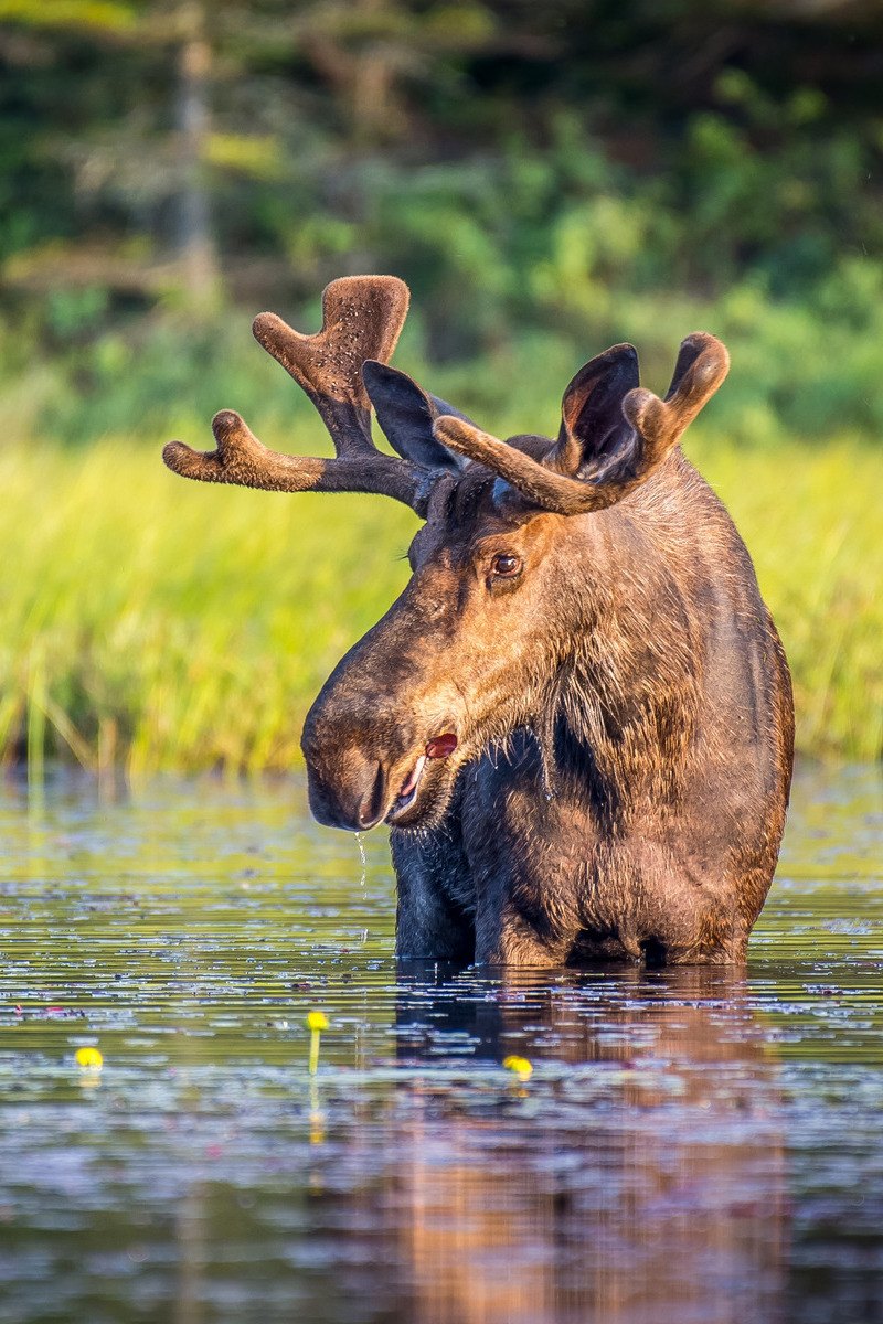 Eland in het water in Canada - reizen met Explore