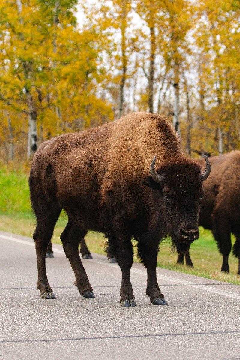 Bizon kudde op de weg in Canada - reizen met Explore