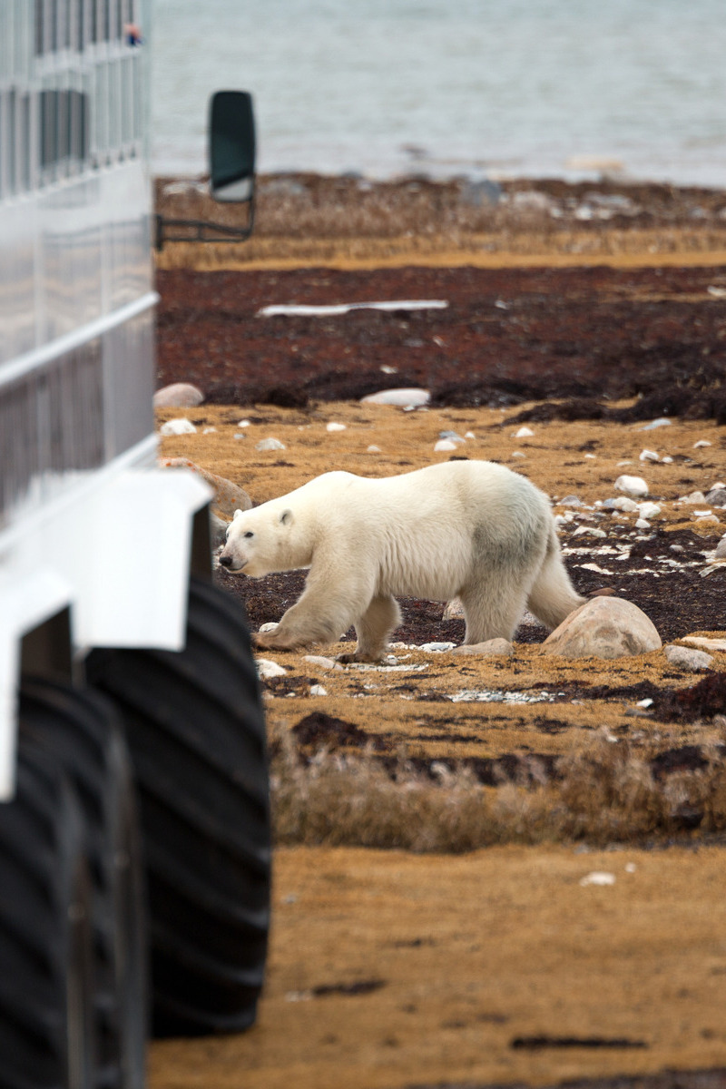 IJsbeer in Canada - reizen met Explore